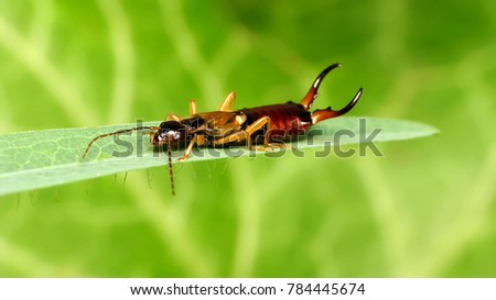 macrophotography of earwig on the leaf with blurred green background