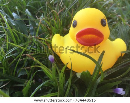 Little yellow duck on field