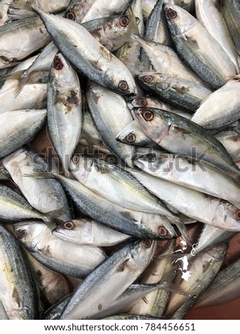 Fish in the market