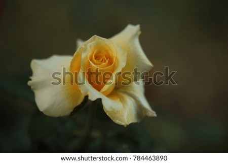 Single  yellow rose  on tree.