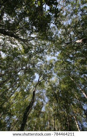 birch  grove, background
