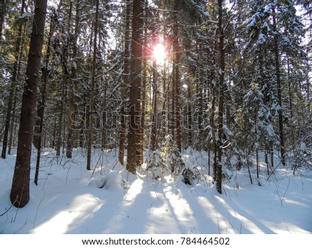 Sunny wild winter forest in russia.