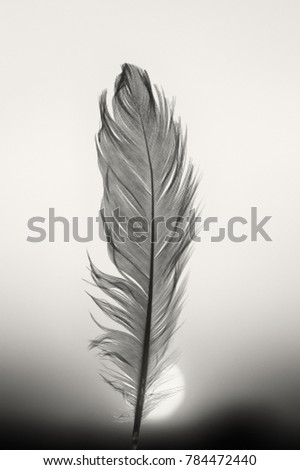 Feather on blurred sky and sun down background, black and white toned
