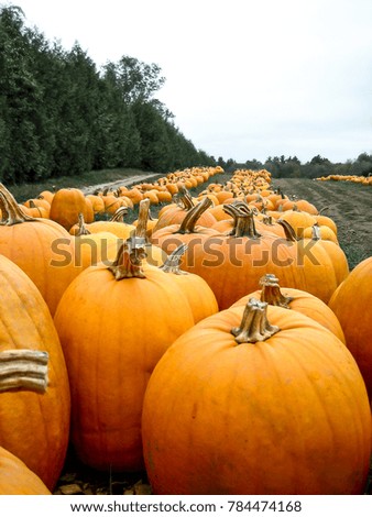 a picture of a pumpkin patch in a field