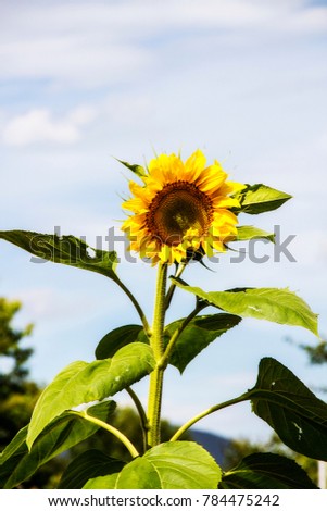 a picture of a patch of sunflowers