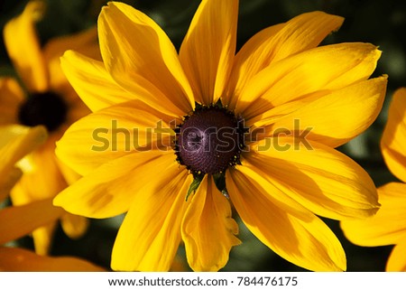 a picture of a closeup of a black eyed Susan
