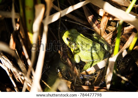 a picture of a frog hiding in the grass