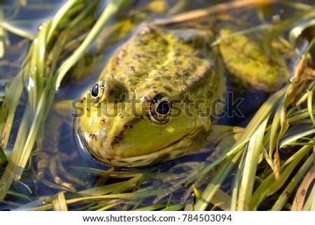 European green frog in a pond. A common European toad in its natural habitat on a horizontal close up picture.