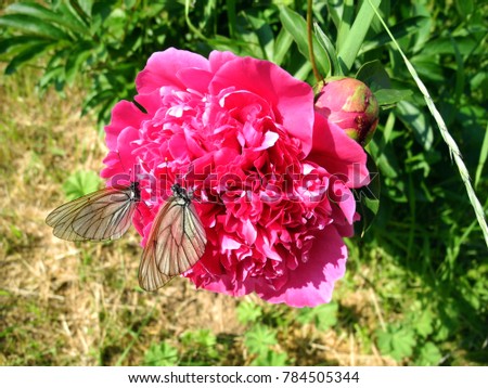 Aporia crataegi black-veined white butterflies on a crimson peony flower