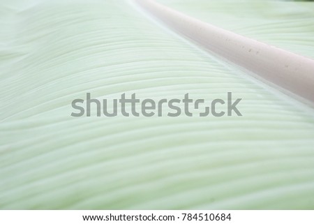 Line Texture of Banana Green Leaf blur background. Royalty-Free Stock Photo #784510684