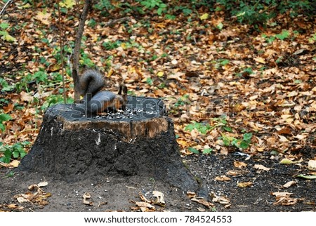 Squirrel in Kuskovo park in Moscow. A popular touristic landmark and place for walking.