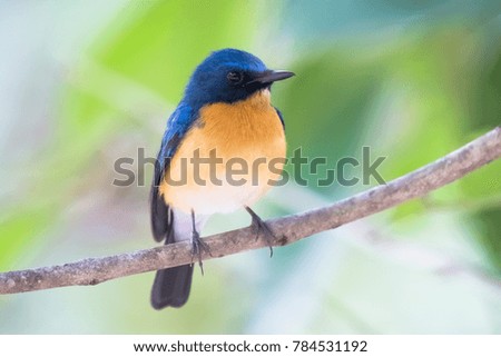 Beautiful image of Tickell's Blue Flycatcher bird in its natural habitat 
