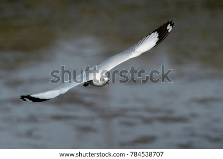 Seagull flying (Brown-headed gull)