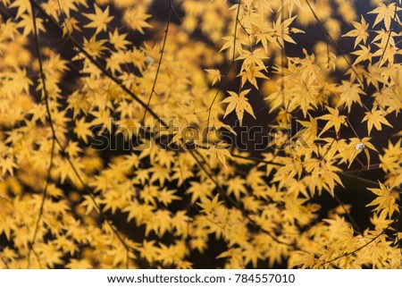 Maple leaf in Autumn Season Beautiful Nature Background 