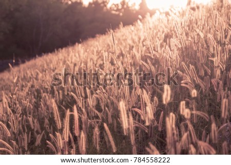 Pictures of Lanscape, grass flowers in the meadow in the evening.