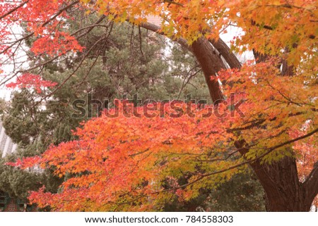 Maple leaves in spring south korea