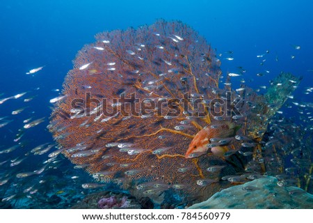 coral reef fish in front of large orange sea fan