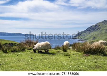 Sheep and goat at the bay called Camas nan Geall, Ardnamurchan, Scotland