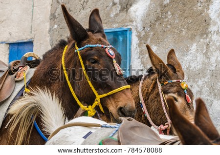 many donkeys in Santorini Greece