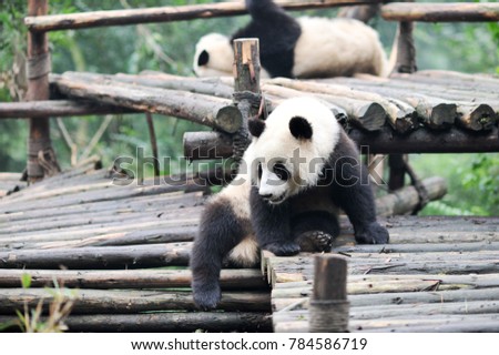 Giant pandas relaxing on wooden floor,Chendu China