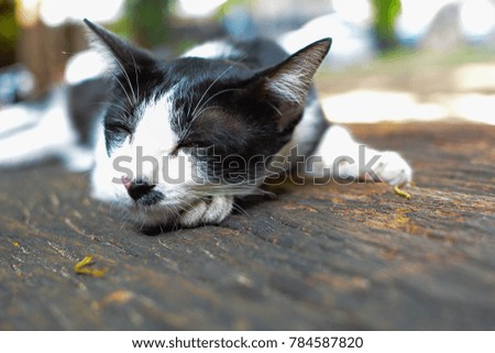 Black and white stray cat sleeping beside the fence.