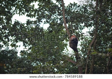 Red panda sleeping on tree,Chendu China