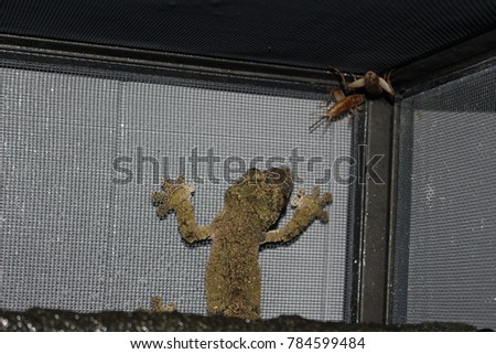 Uroplatus Sikorae, Leaf tail gecko from madagascar hunting crickets 