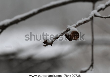 Michigan Winter Acorn