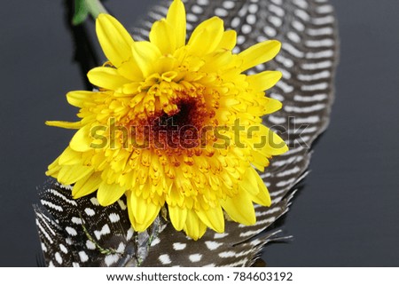 Close up of Chrysanthemum on black background.