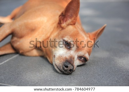 Chihuahua sleeping on the gray floor.