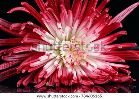 Red and white Chrysanthemum on black background