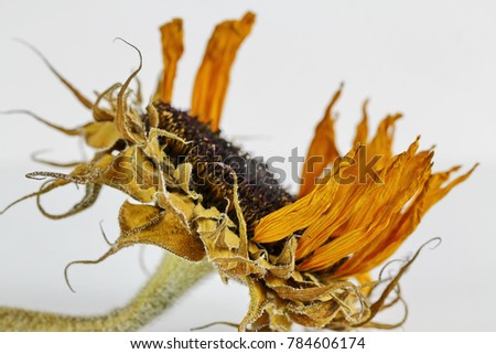 A large yellow dried Sunflower on black background