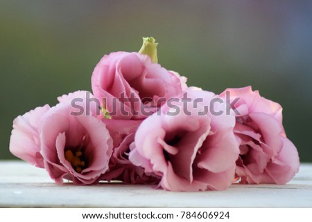 Beautiful rose flowers on white background table in nature 