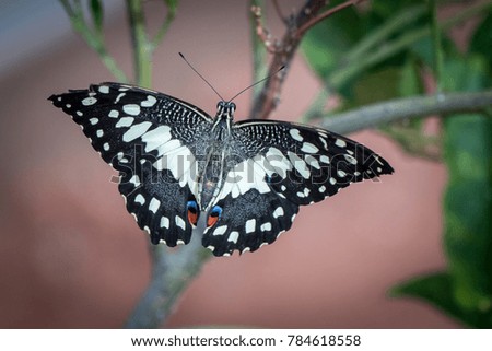 Close-up view of a beautiful butterfly, blurred background