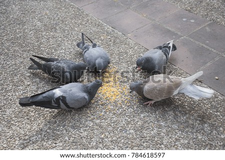 Pigeons bending down head and eat feed deliciously on the rock street, with blur background.
