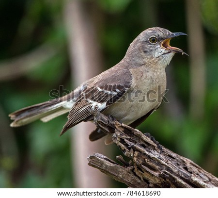 Northern mockingbird singing on a branch. Bahamas. March 2017
