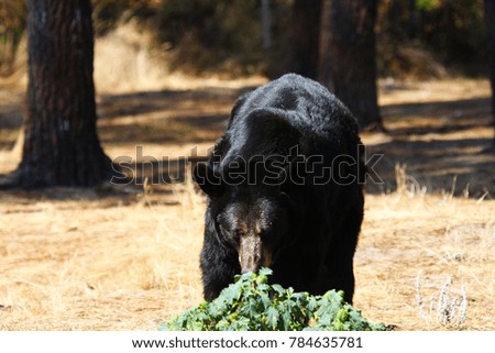 A nice looking black bear searching for food