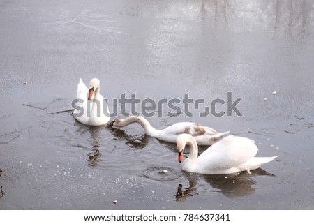 three swans on lake, feeding