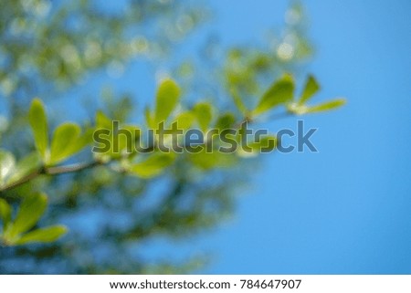 Abstract nature background, Blurred concept.