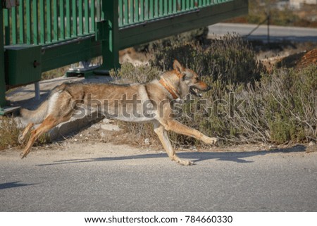 Czechoslovakian Wolfdog who quickly is running near gates