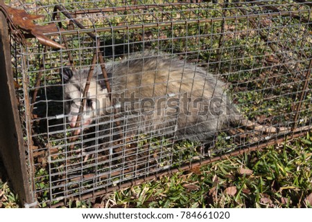 an opossum caught in a trap but soon to be released unharmed
