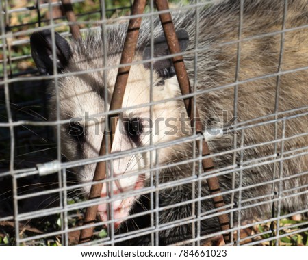 an opossum that has been captured in a trap and about to be released