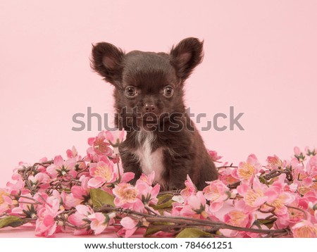 Cute chihuahua puppy sitting between pink flowers on a pink background