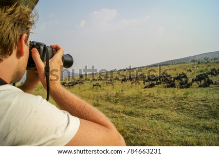 Male Eco-tourist Taking Pictures of Wildebeest and Zebra Wildlife in the Grasslands of the Masai Mara, Kenya