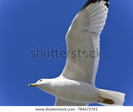 Beautiful background with a gull flying in the sky