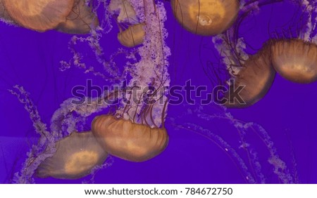 Photo of several beautiful deadly jellyfishes