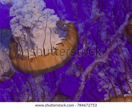 Image of a beautiful deadly jellyfish swimming