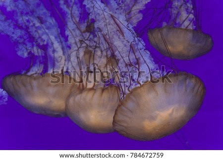 Postcard with five beautiful deadly jellyfishes