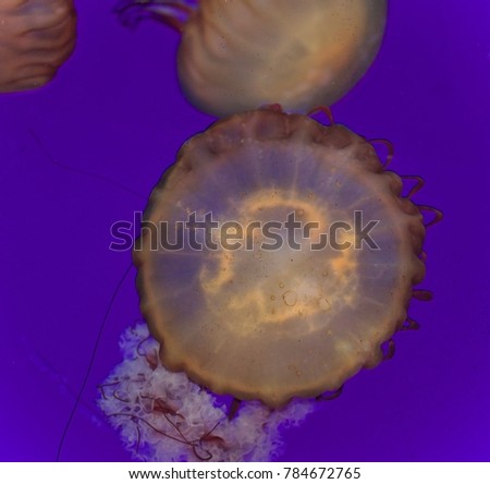 Photo of a beautiful deadly jellyfish swimming