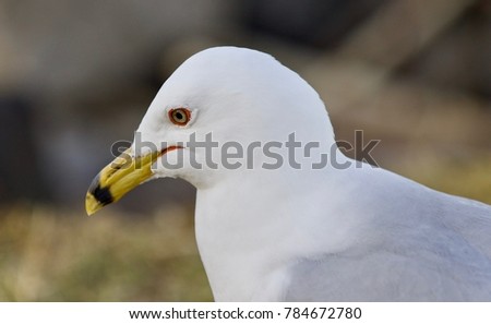 Beautiful isolated photo of a thoughtful gull